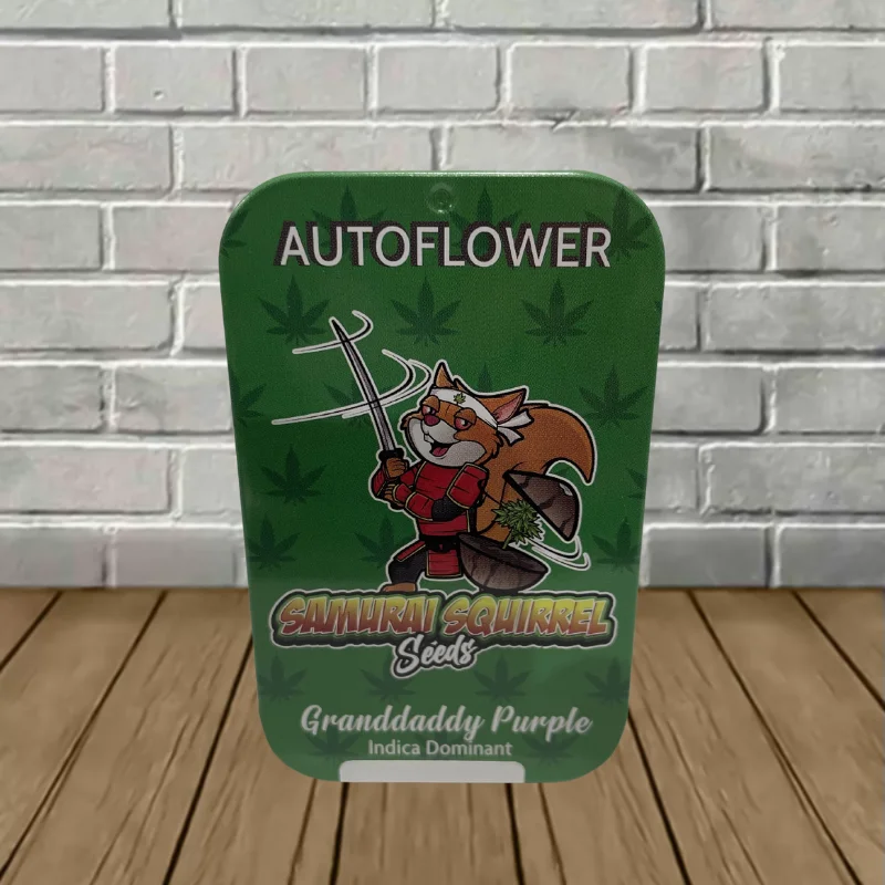 Samurai Squirrel Seeds Autoflowering Cannabis Seeds 5ct Grandaddy Purple (Indica Dominant Hybrid)